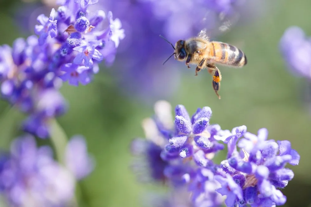 3 Pack Gift Box — The Lavender Kitchen